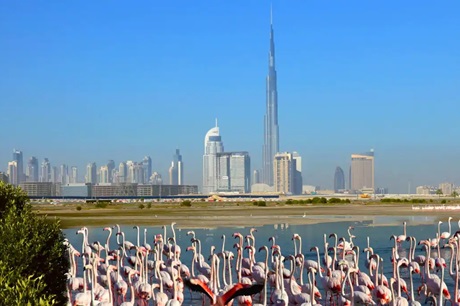 Ras Al Khor Wildlife Sanctuary