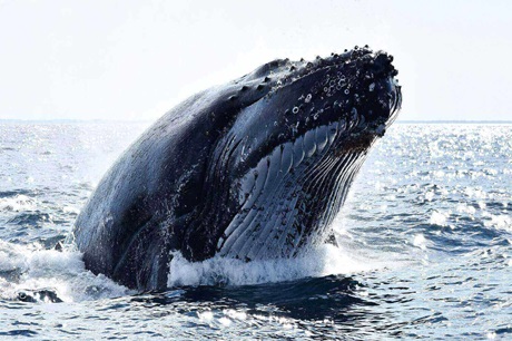 Whale Watch Queensland
